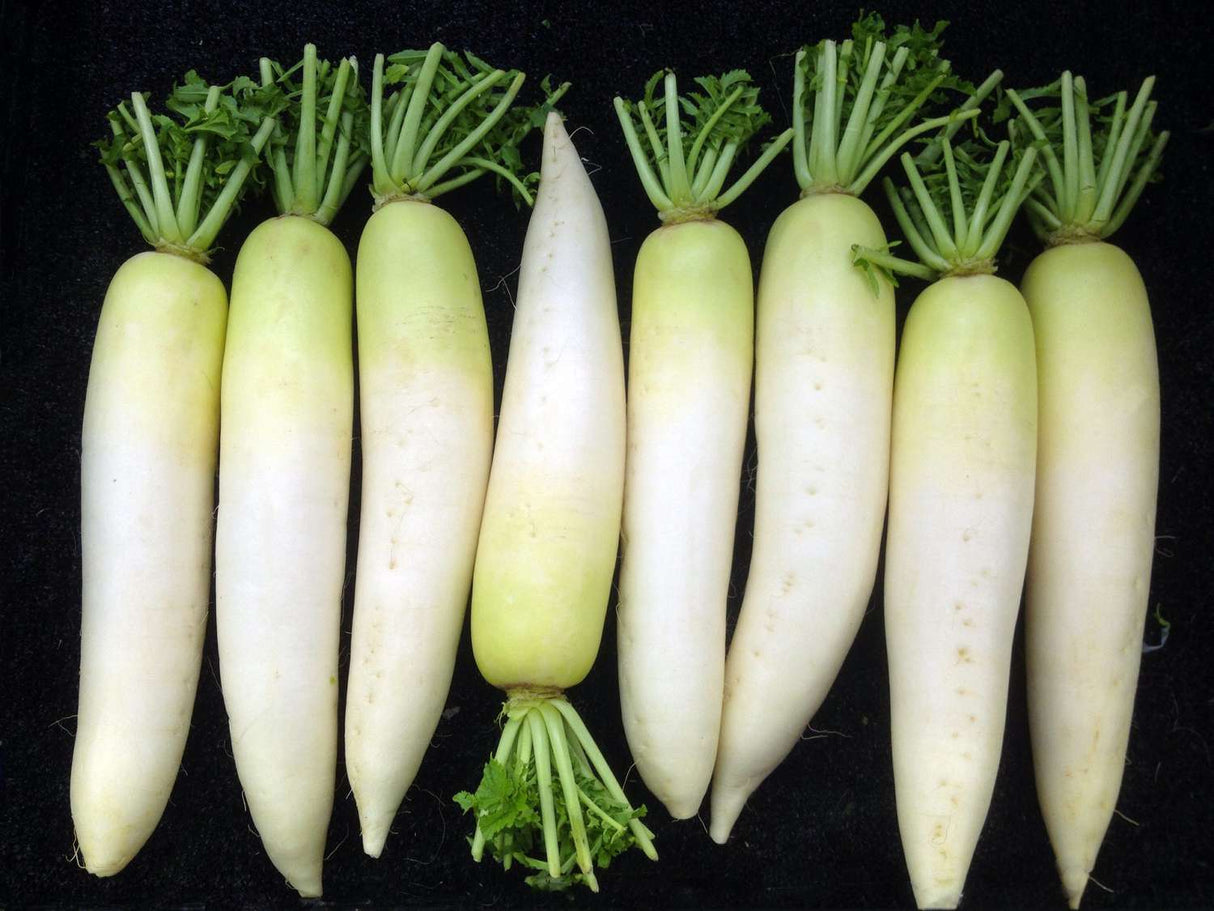 Rabano Daikon
